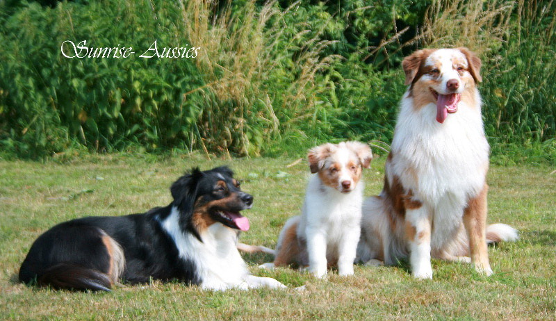 Sunrise-Aussies :: News